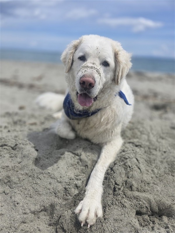 Suki