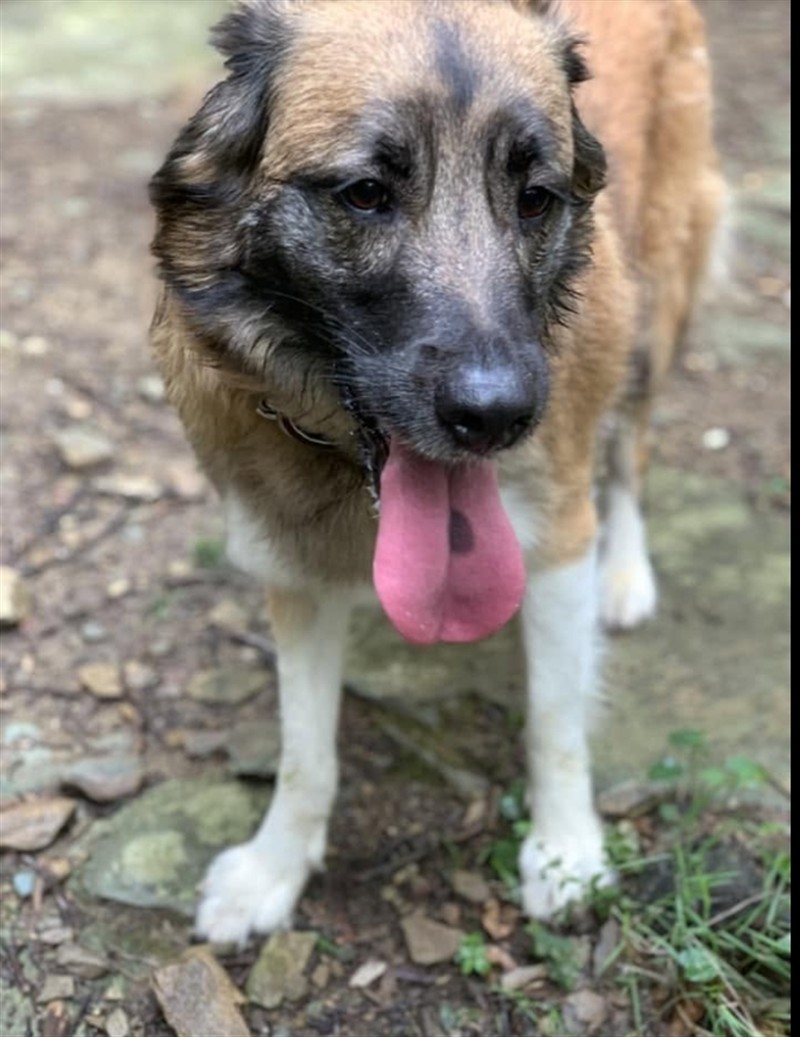 Youmi, adhérent de la pension canine à Bastia
